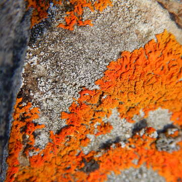 Image of orange wall lichen