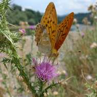 Imagem de Argynnis paphia Linnaeus 1758