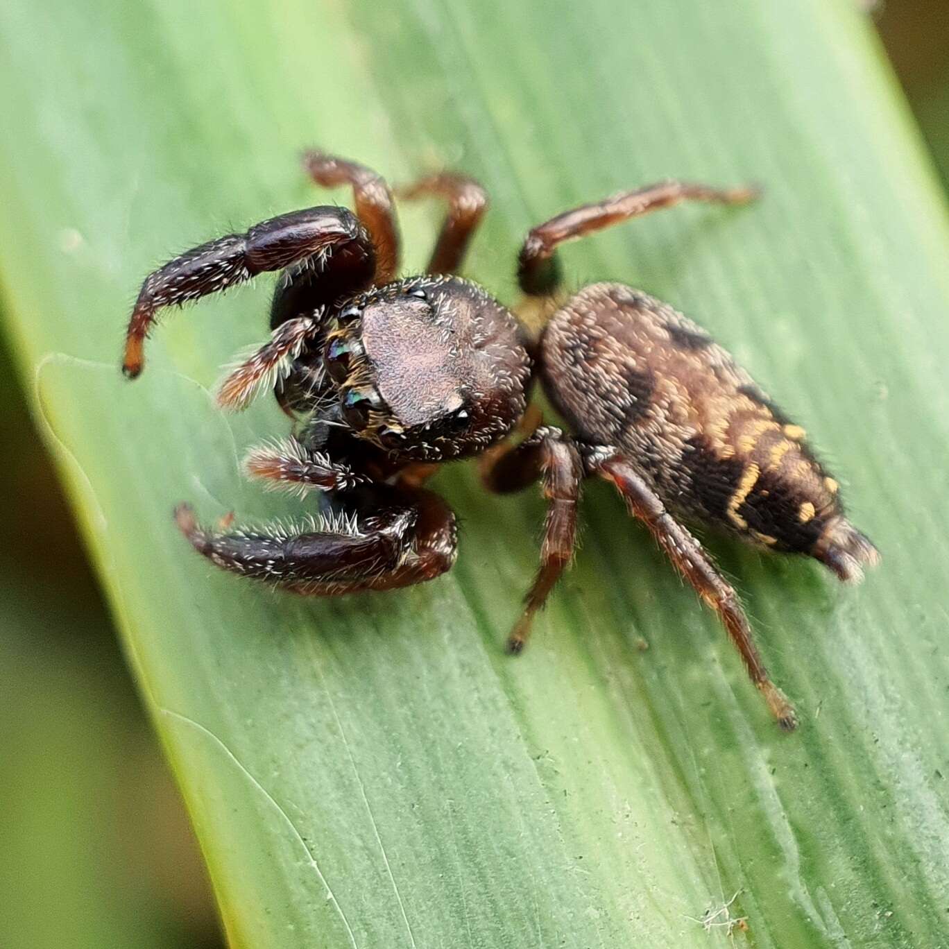 Image of Pungalina plurilineata Richardson 2016