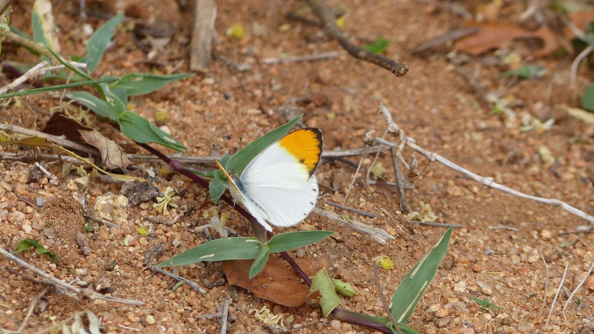 Sivun Colotis aurora (Cramer (1780)) kuva