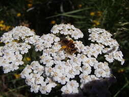 Image of tawny Nesocolletes