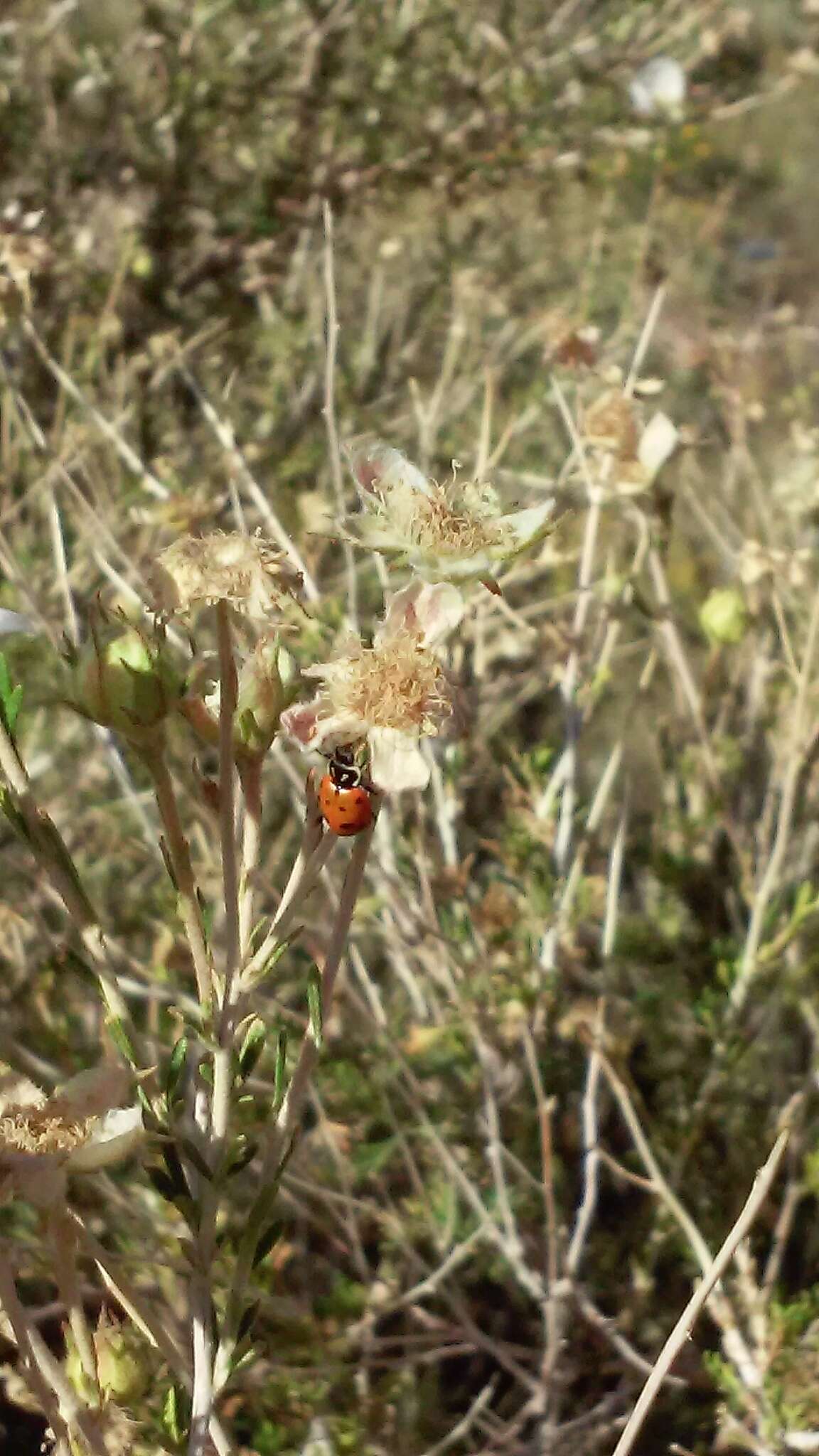 Plancia ëd Hippodamia