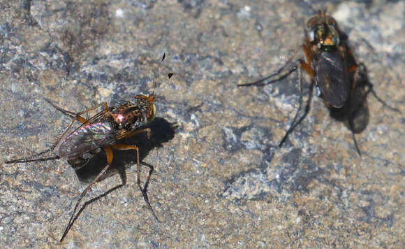 Sivun Tachytrechus auratus (Aldrich 1896) kuva