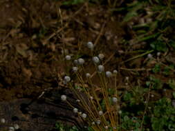 Sivun Eriocaulon heterolepis Steud. kuva