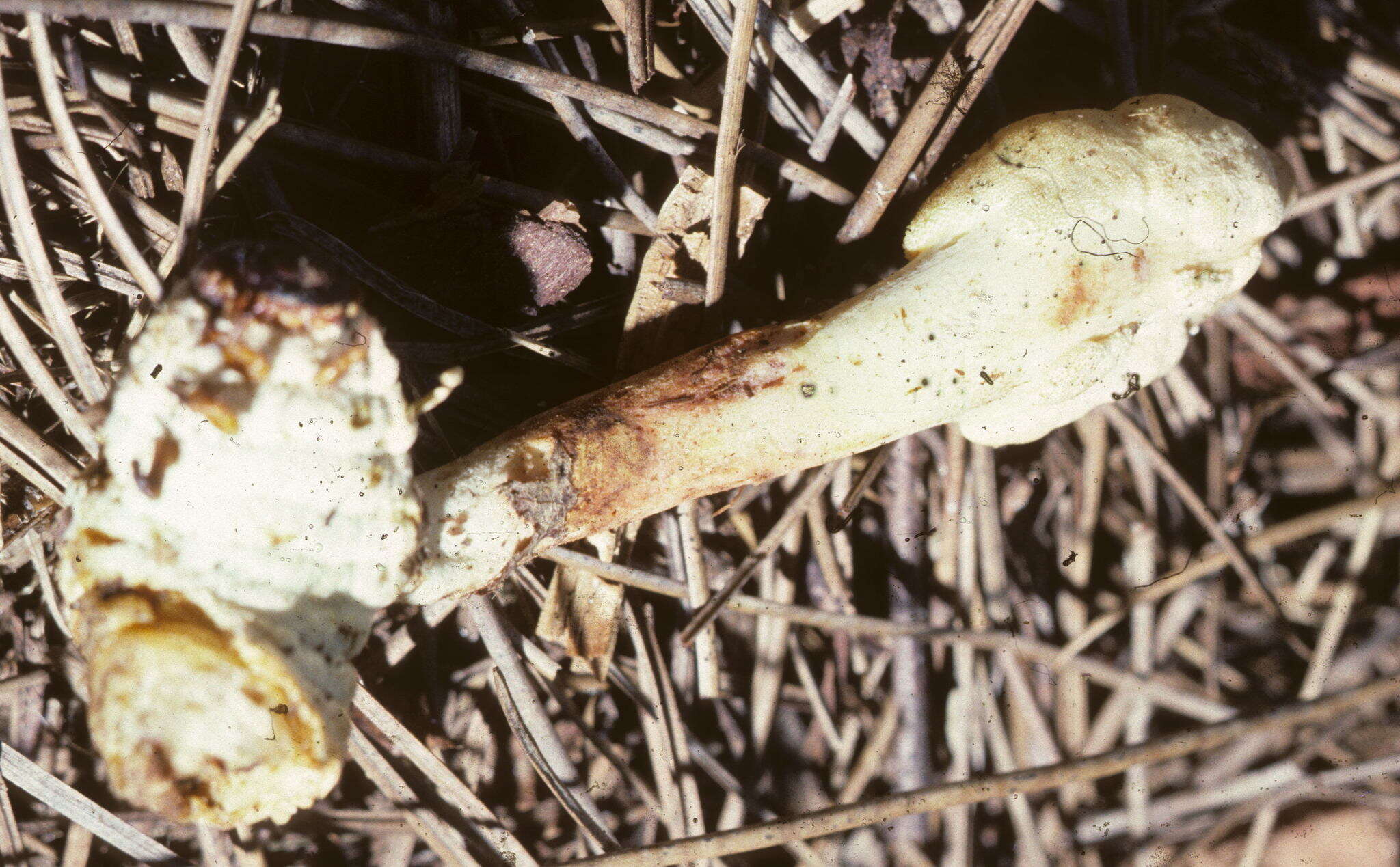 Image of Ophiocordyceps melolonthae (Tul. & C. Tul.) G. H. Sung, J. M. Sung, Hywel-Jones & Spatafora 2007