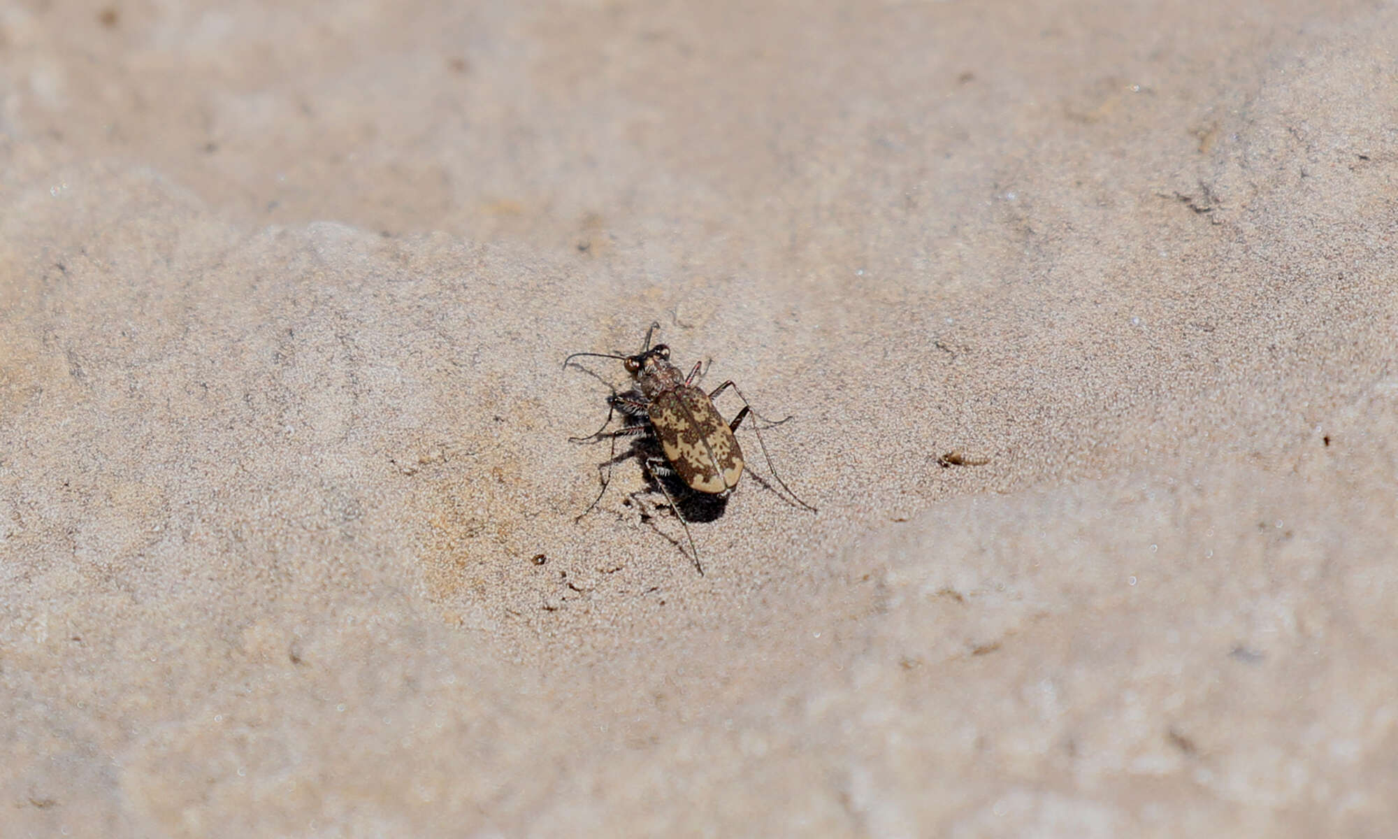 Image of Cylindera (Plectographa) apiata (Dejean 1825)