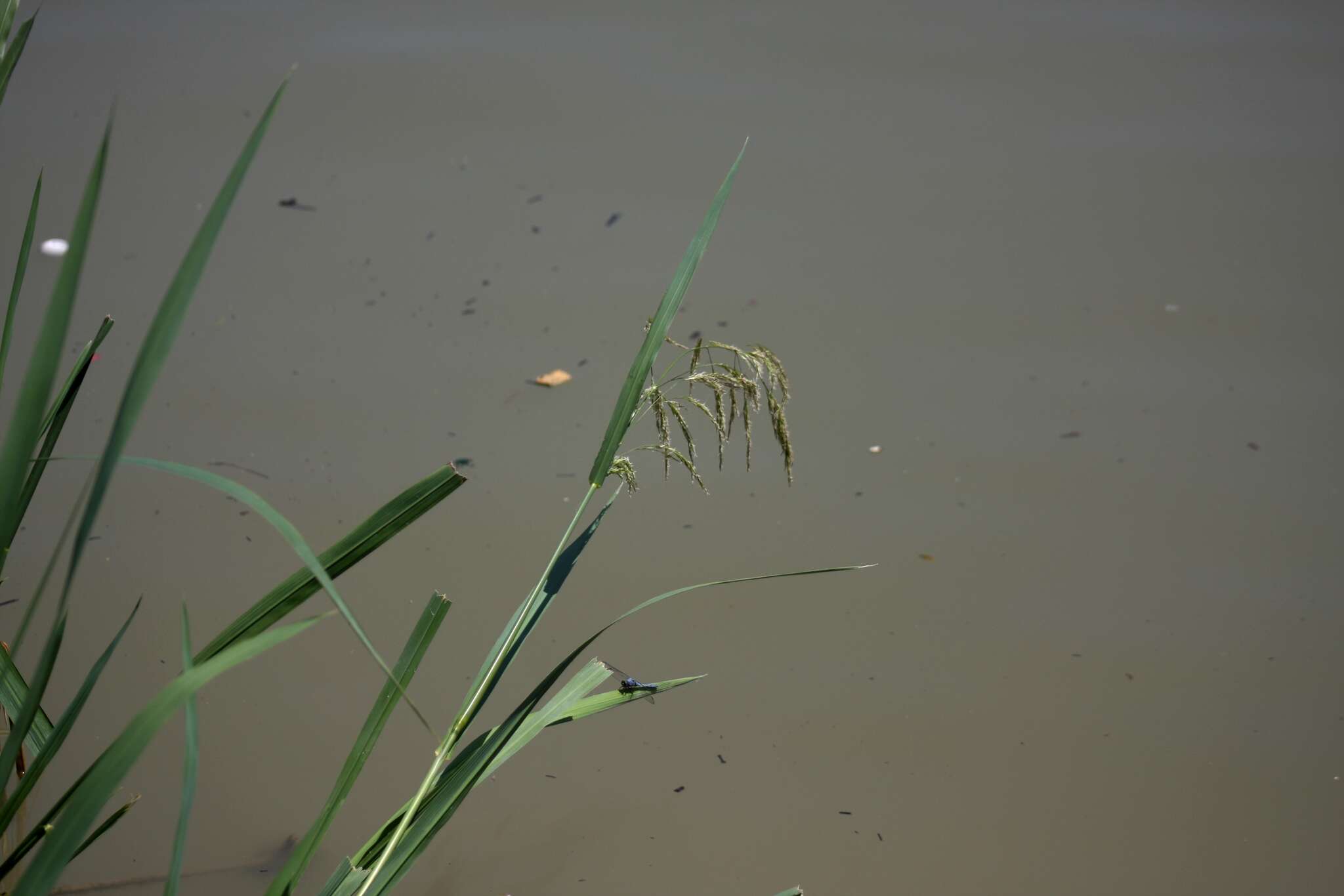 Sivun Zizaniopsis miliacea (Michx.) Döll & Asch. kuva