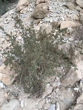 Image of Tetraena dumosa (Boiss.) Beier & Thulin