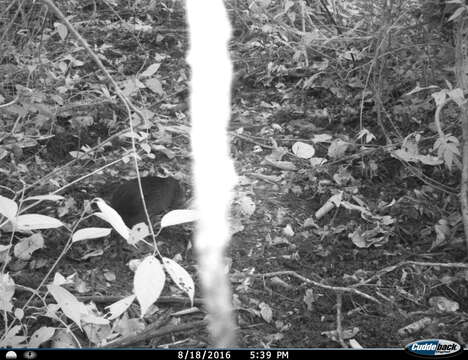 Image of Mexican Agouti