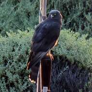 Image of Black Harrier