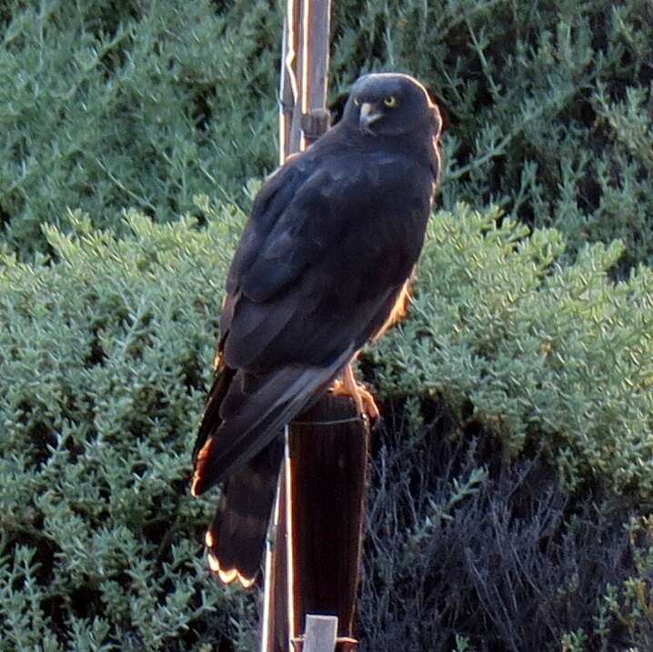 Image of Black Harrier