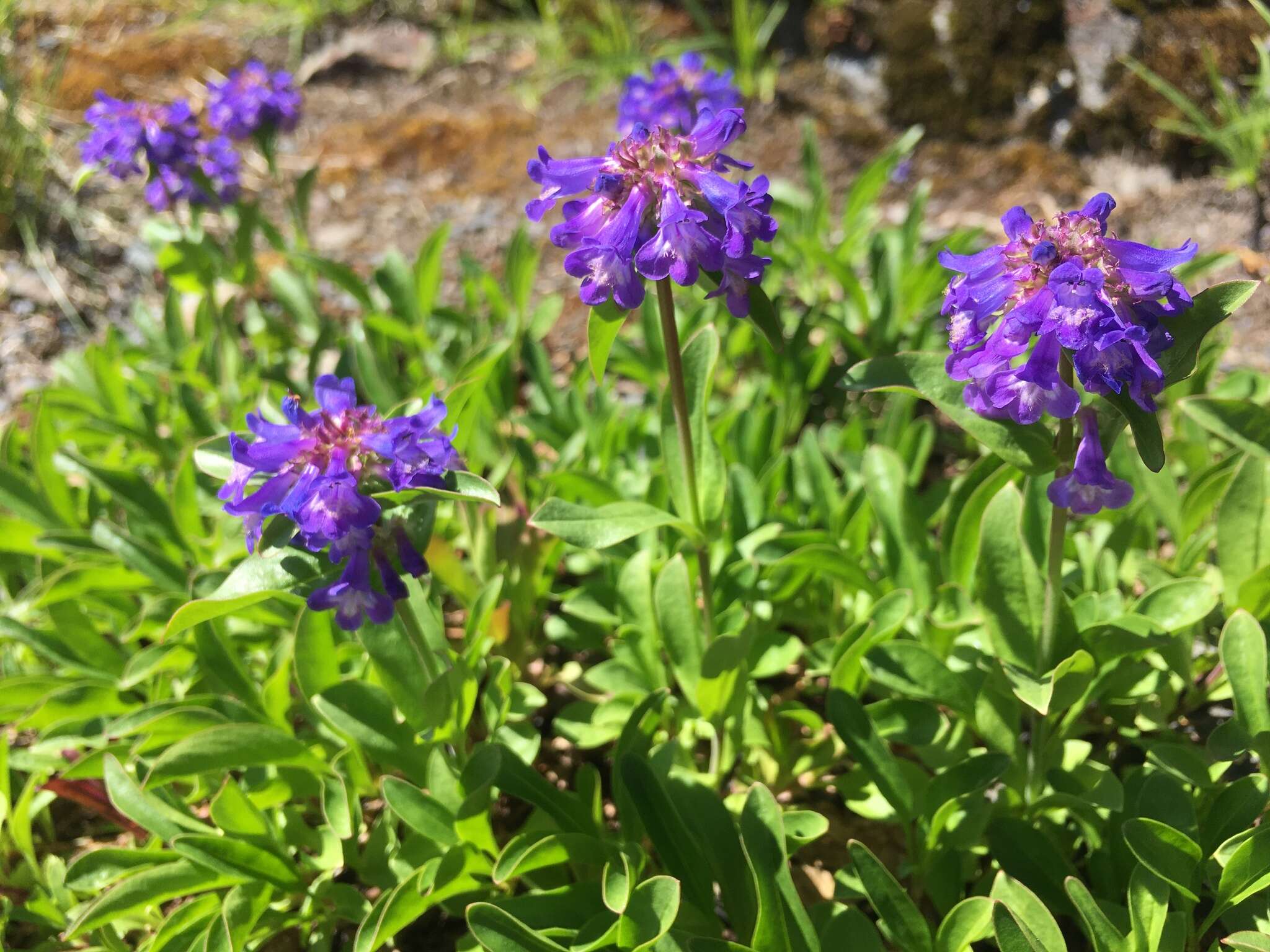 Image of Tolmie's penstemon