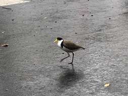 Image of Masked Lapwing