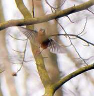 Image of Fringilla coelebs coelebs Linnaeus 1758