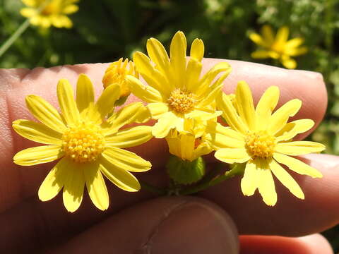 Image of Great Plains Groundsel