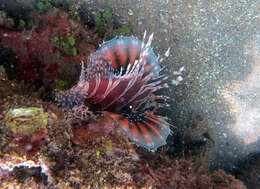 Image of Zebra lionfish