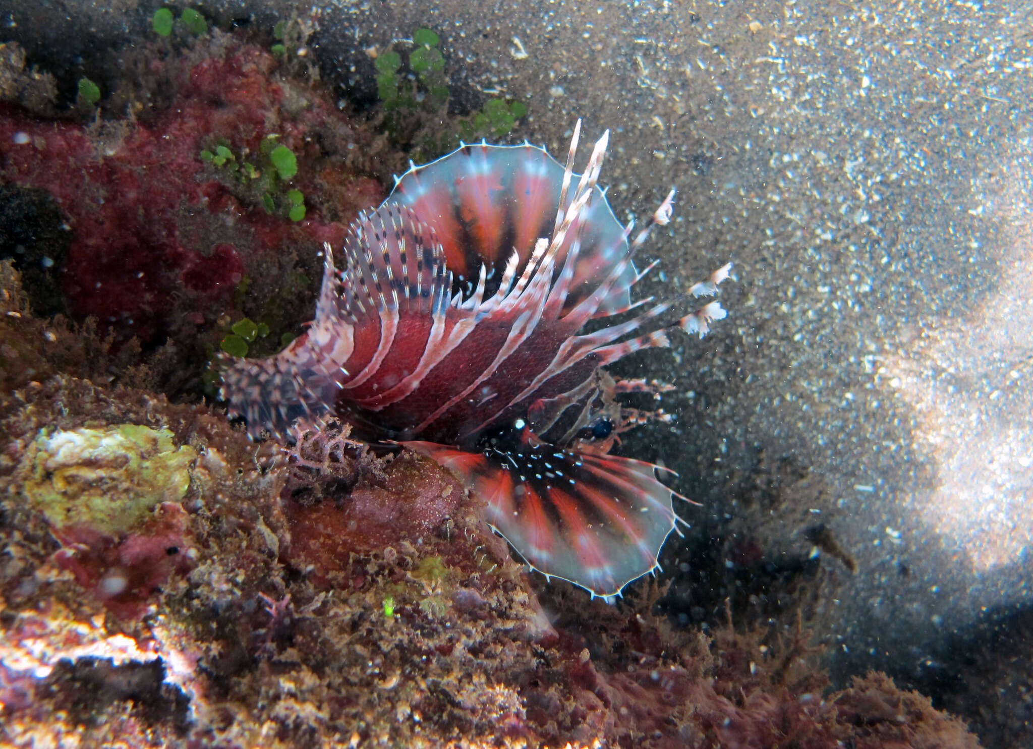 Dendrochirus zebra (Cuvier 1829) resmi