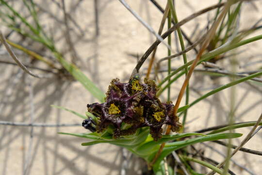 Image of Ferraria foliosa G. J. Lewis