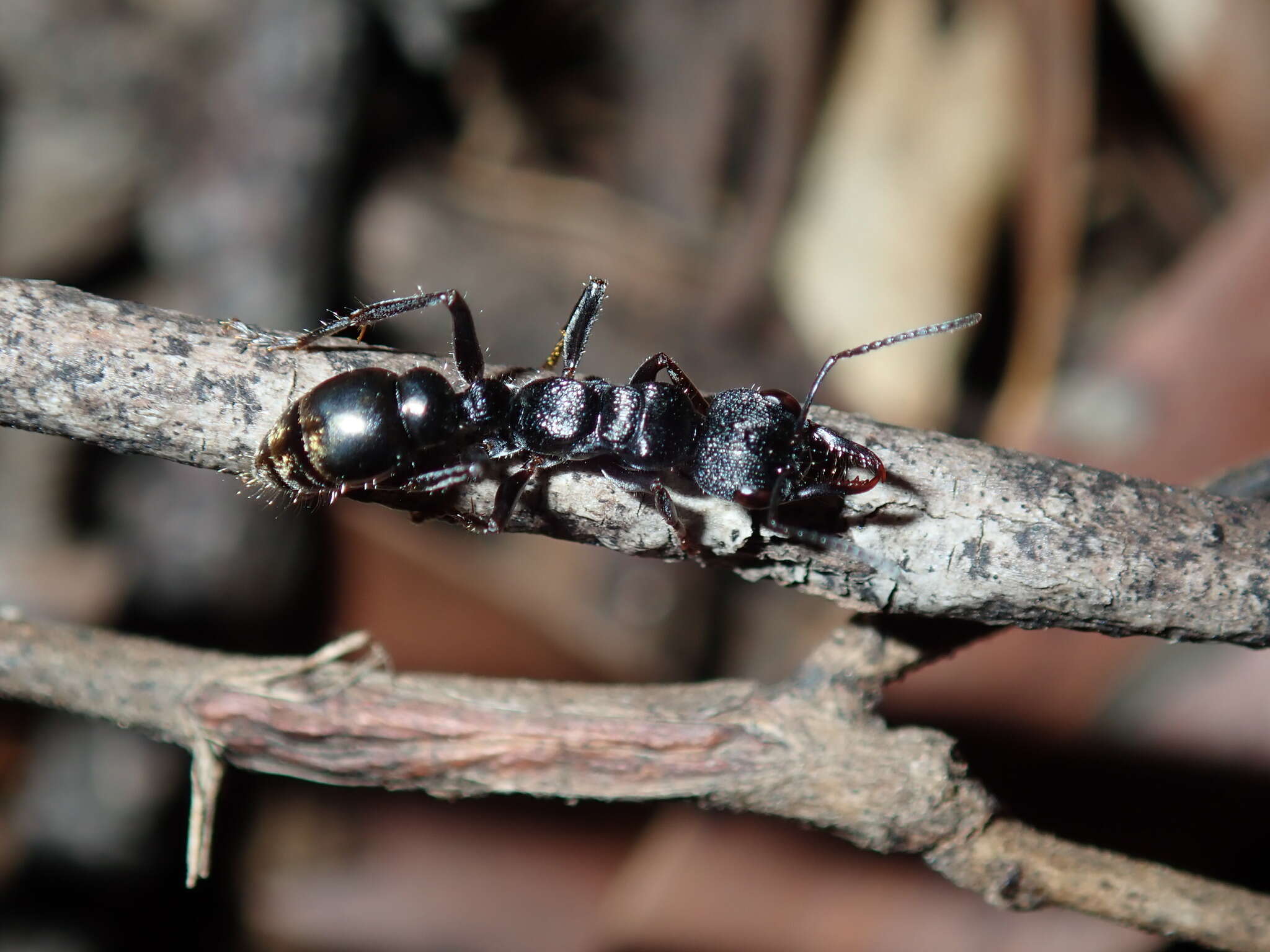 Image of Myrmecia queenslandica Forel 1915