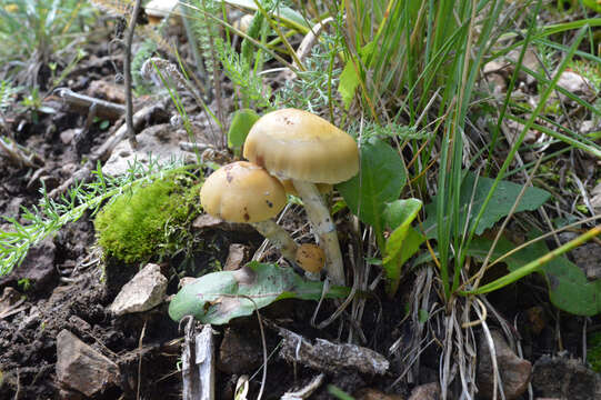 Image of Psilocybe mescaleroensis Guzmán, Walstad, E. Gándara & Ram.-Guill. 2007