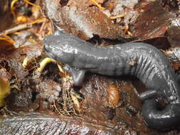 Image of Bolitoglossa franklini (Schmidt 1936)