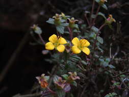 Image of Chaetolepis microphylla (Bonpl.) Miq.