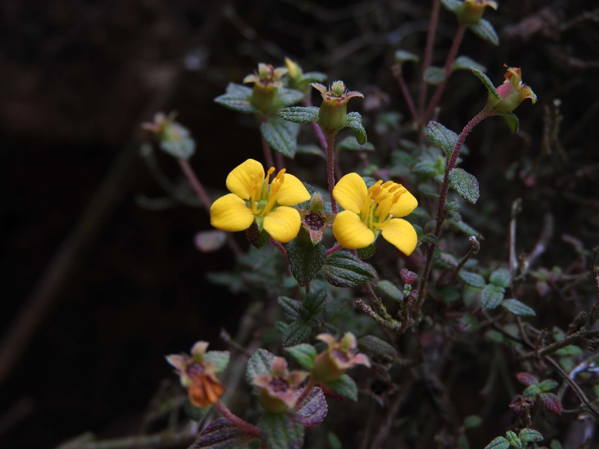 Image of Chaetolepis microphylla (Bonpl.) Miq.