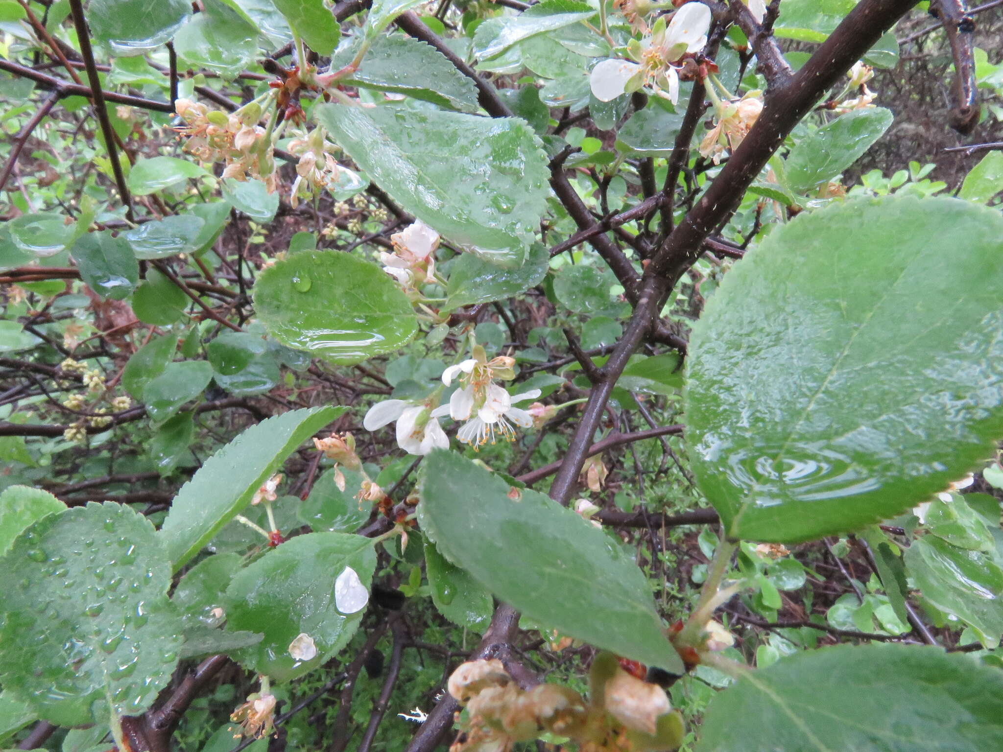 Image of Klamath plum