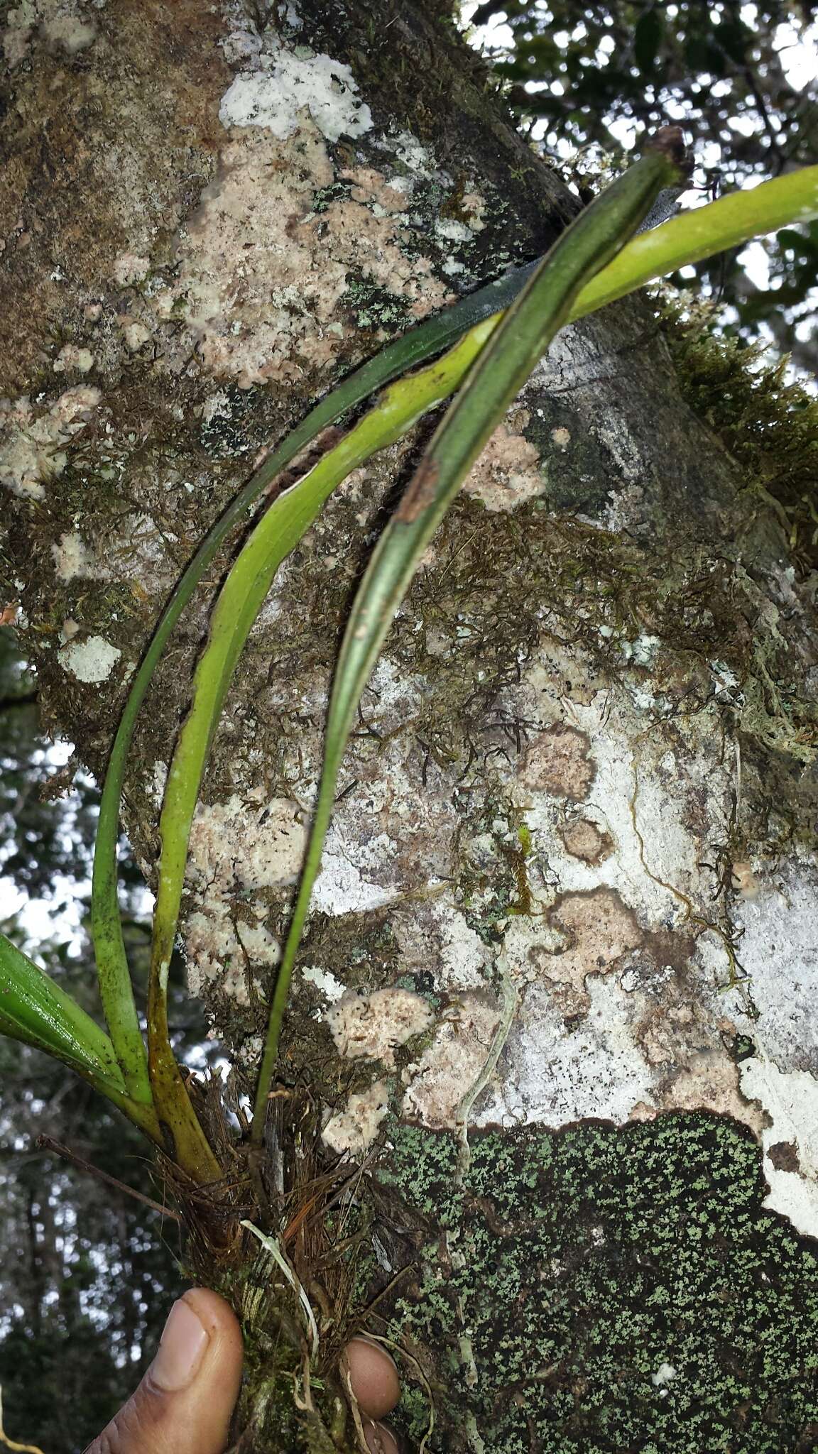 Image of Jumellea arachnantha (Rchb. fil.) Schltr.