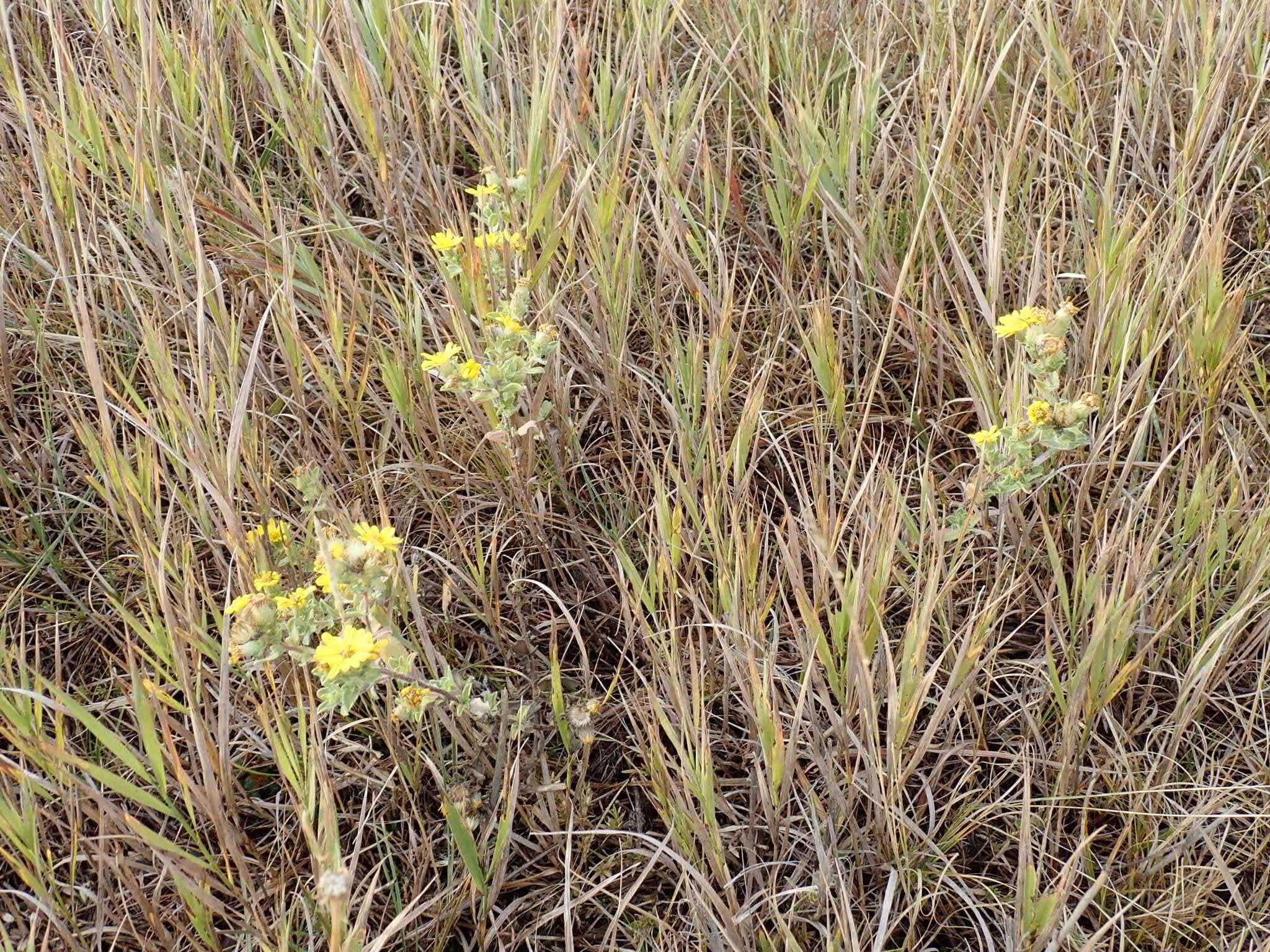 Image of hairy false goldenaster