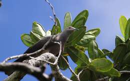 Image of Barking Imperial Pigeon