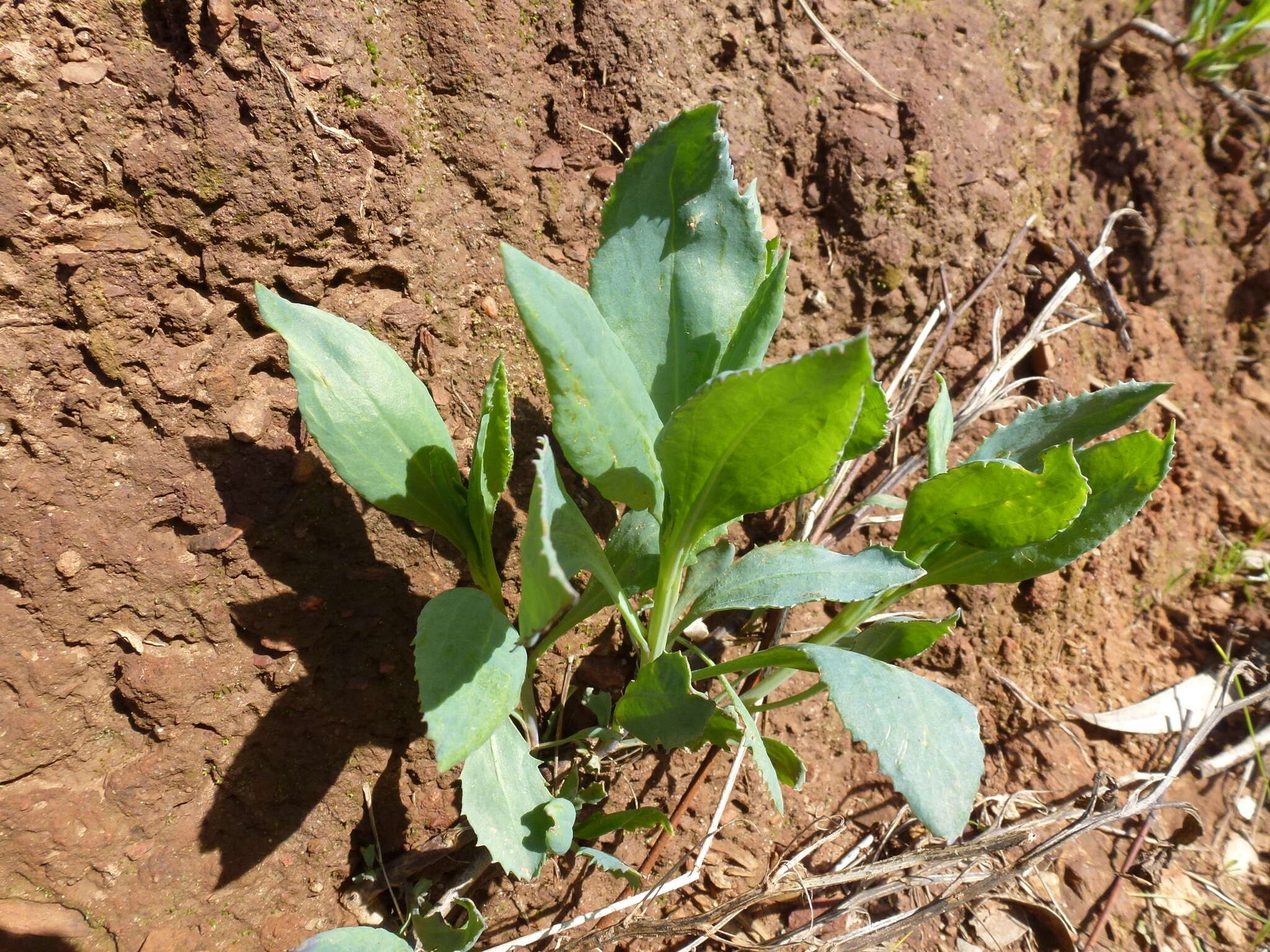 Image of Goodenia albiflora Schltdl.