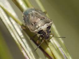 صورة Eysarcoris ventralis (Westwood 1837)