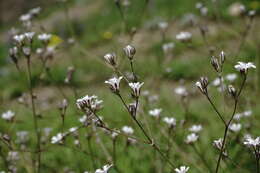 Plancia ëd Gypsophila acutifolia Fisch.