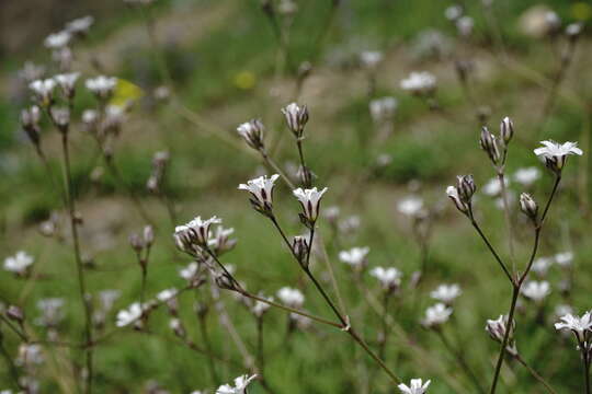 Image of sharpleaf baby's-breath