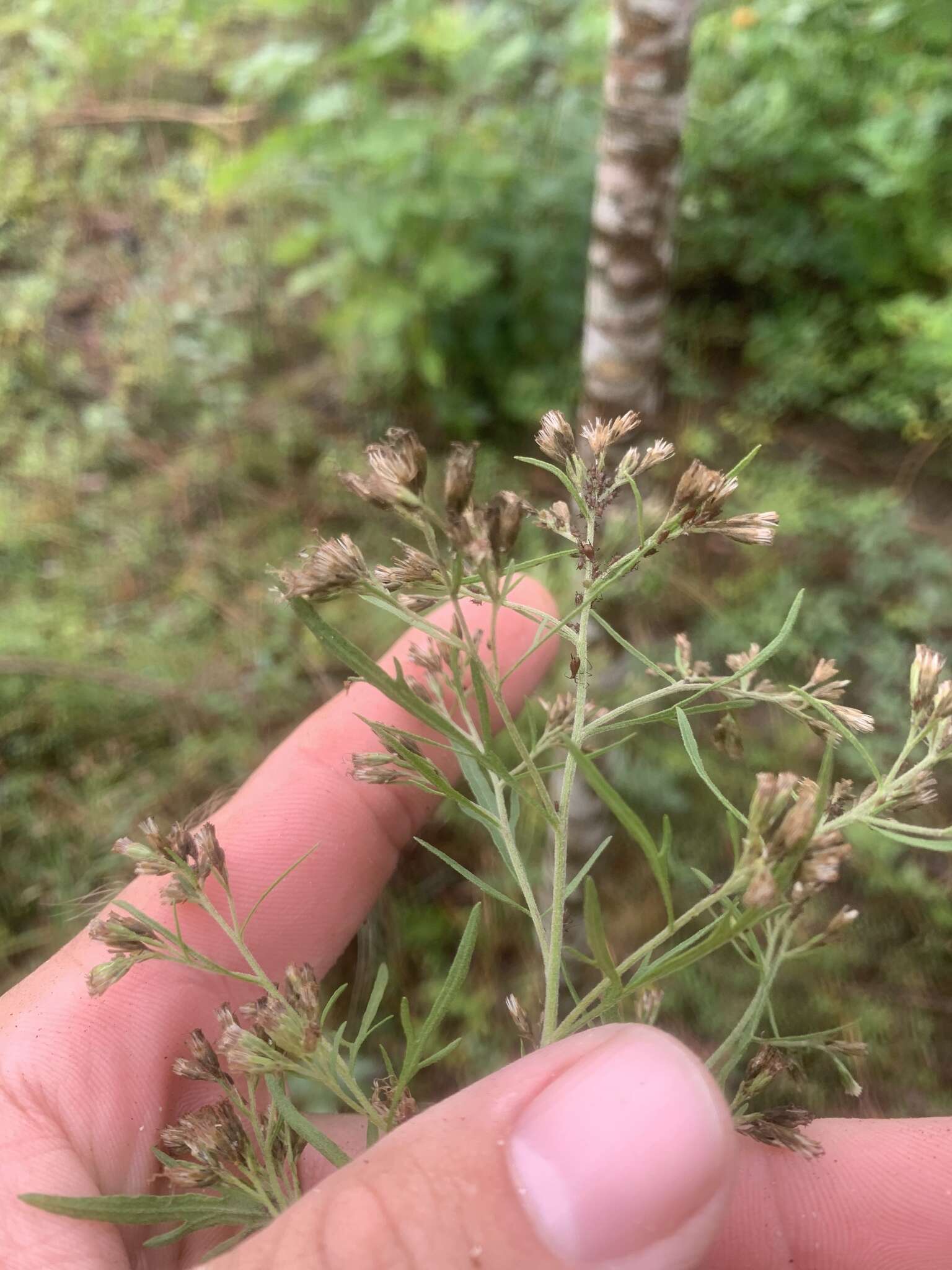 Image of thoroughwort