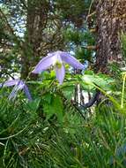 Слика од Clematis alpina (L.) Miller