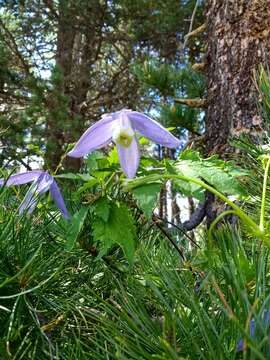 Image of alpine clematis