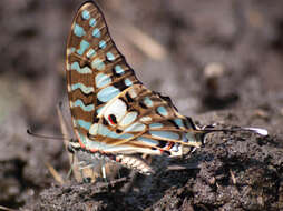 Слика од Graphium antheus (Cramer (1779))