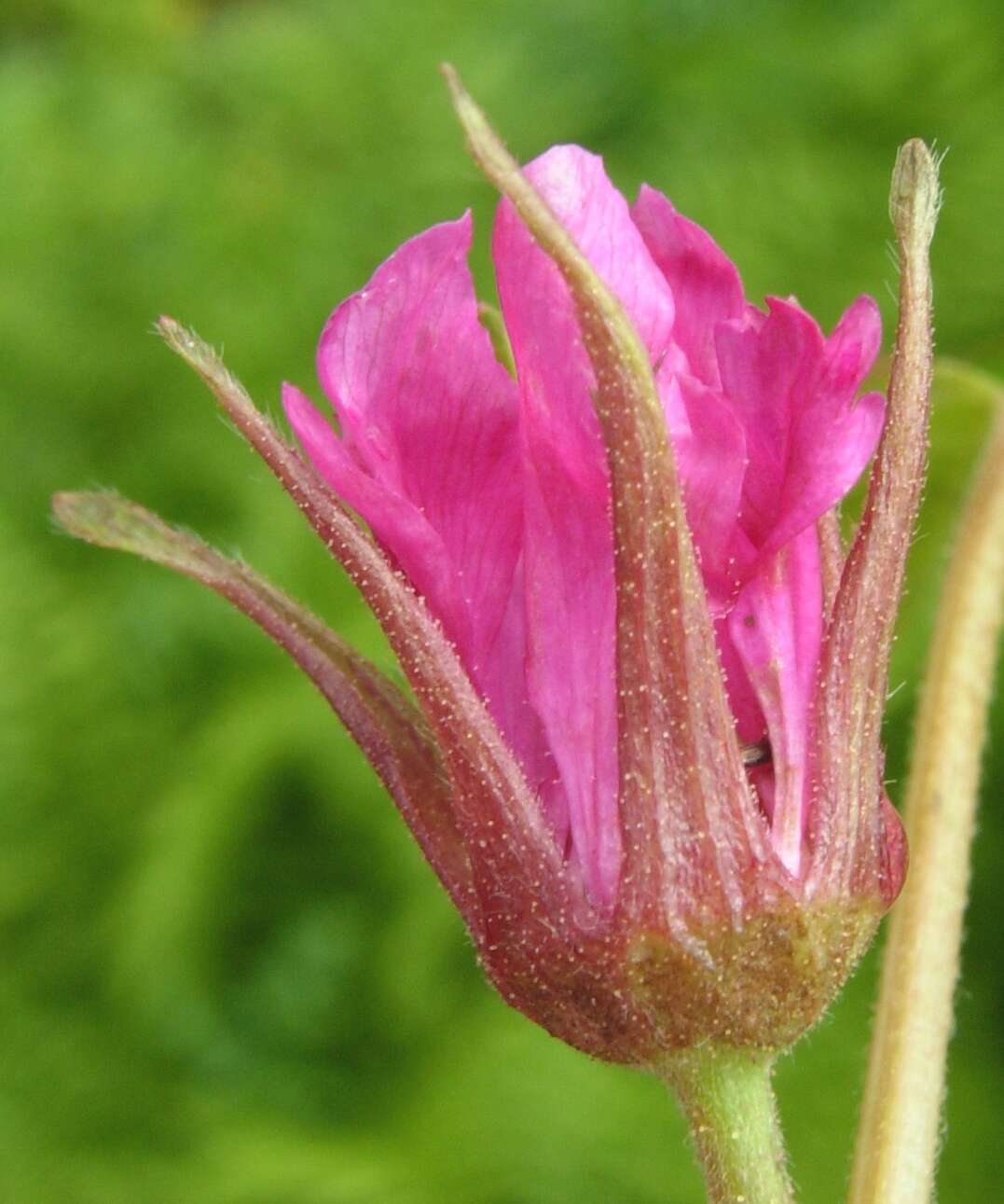 Image of arctic raspberry