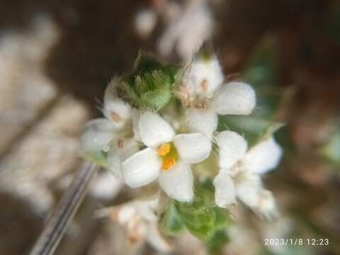 Image of Pimelea lyallii Hook. fil.