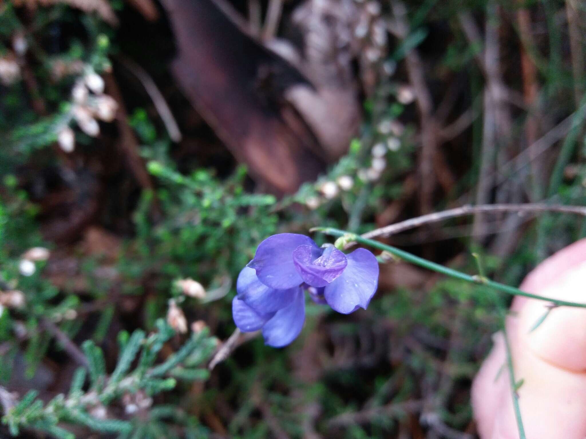 Image of Polygala microphylla L.