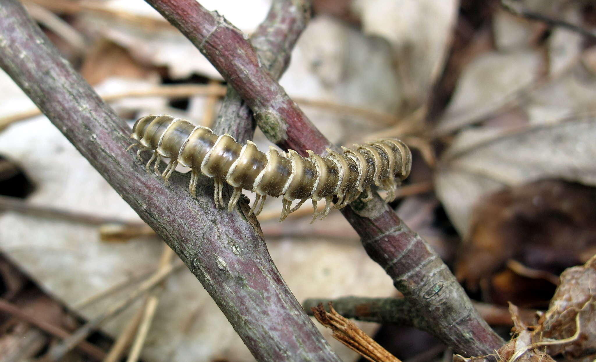 Image of <i>Arthrophaga myriapodina</i>