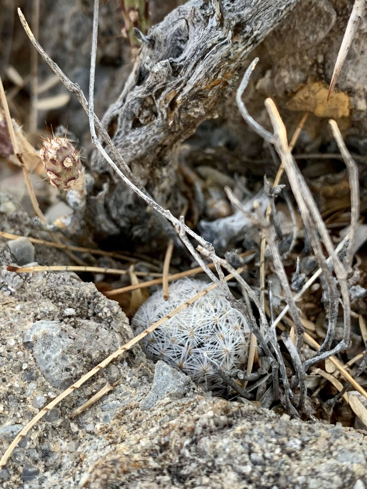 Image of Mammillaria lasiacantha subsp. lasiacantha