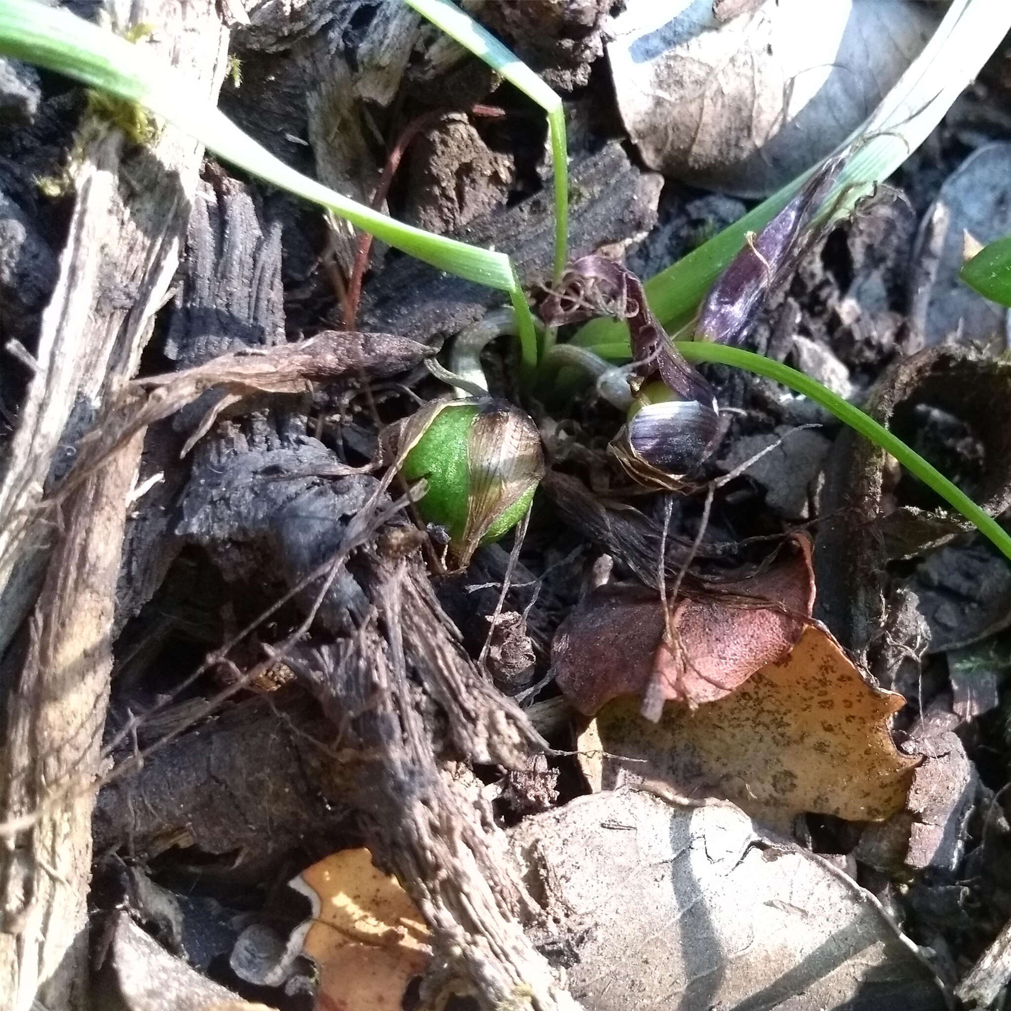 Image of Miersia humilis