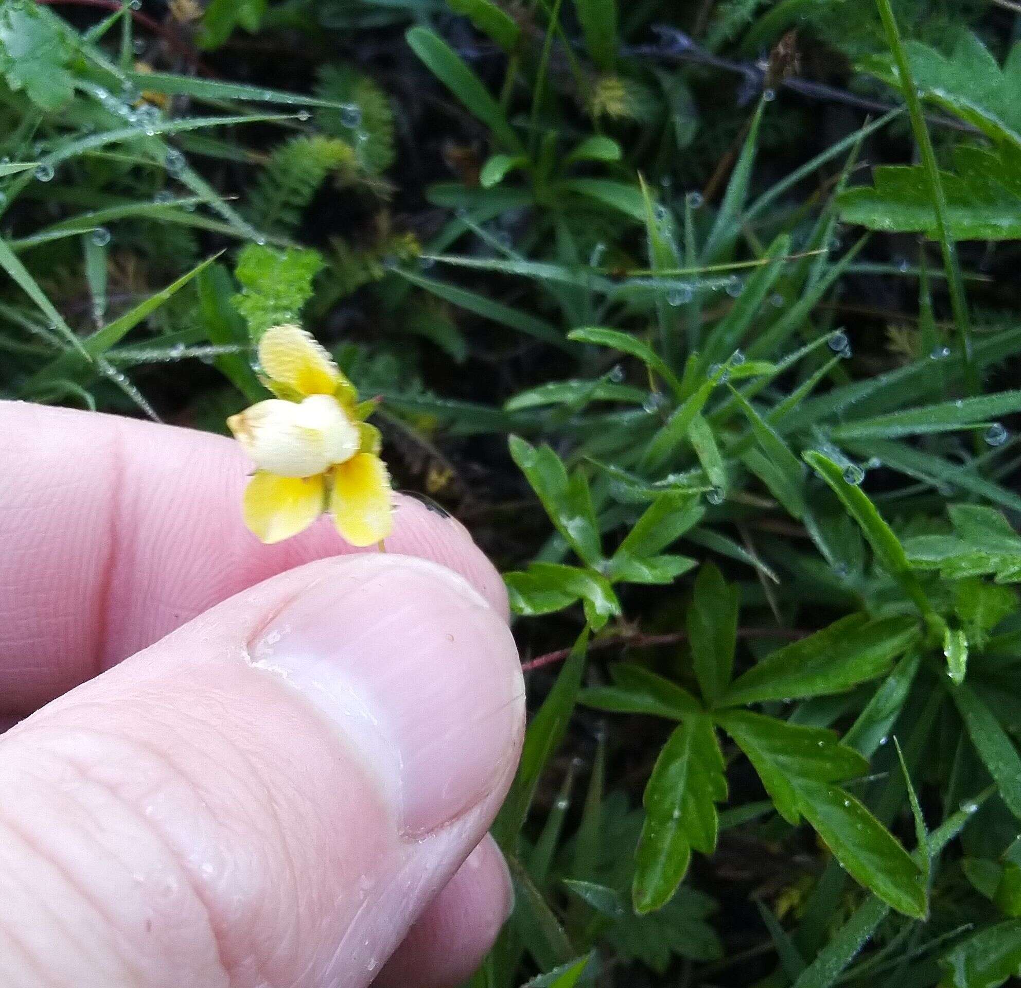 Image of Potentilla flagellaris Willd. ex Schltdl.