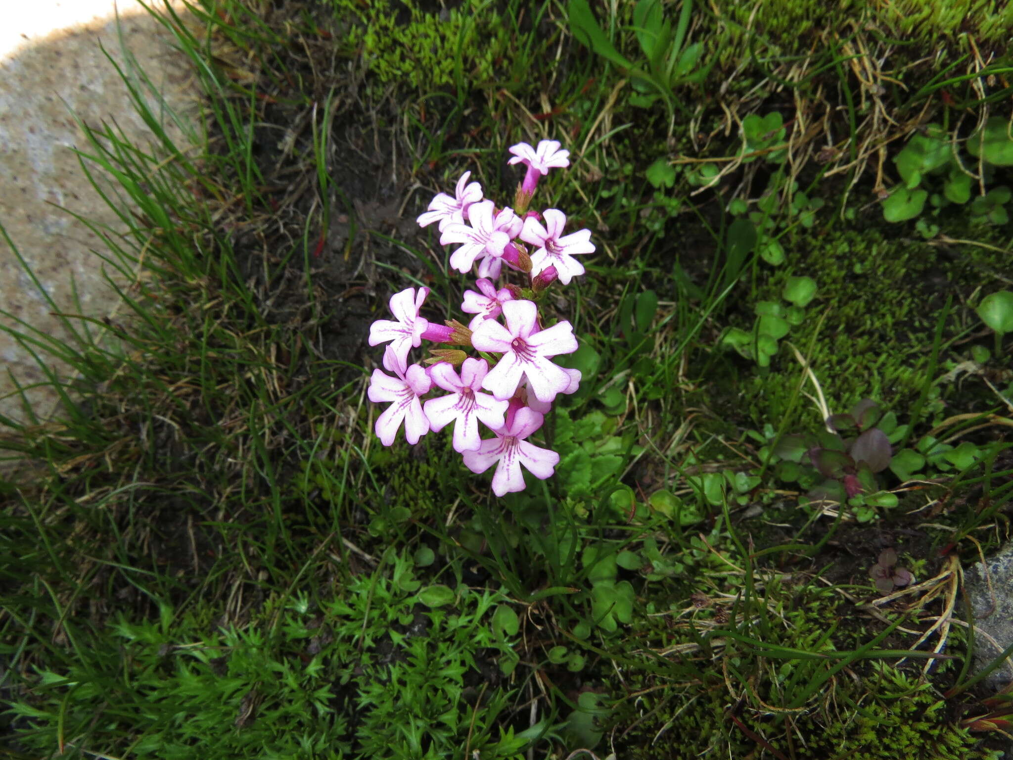 Image de Ourisia alpina Poepp. & Endl.