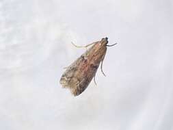 Image of Mediterranean Flour Moth