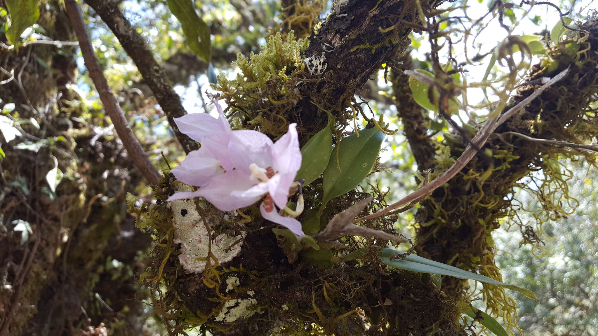 Image of orchid