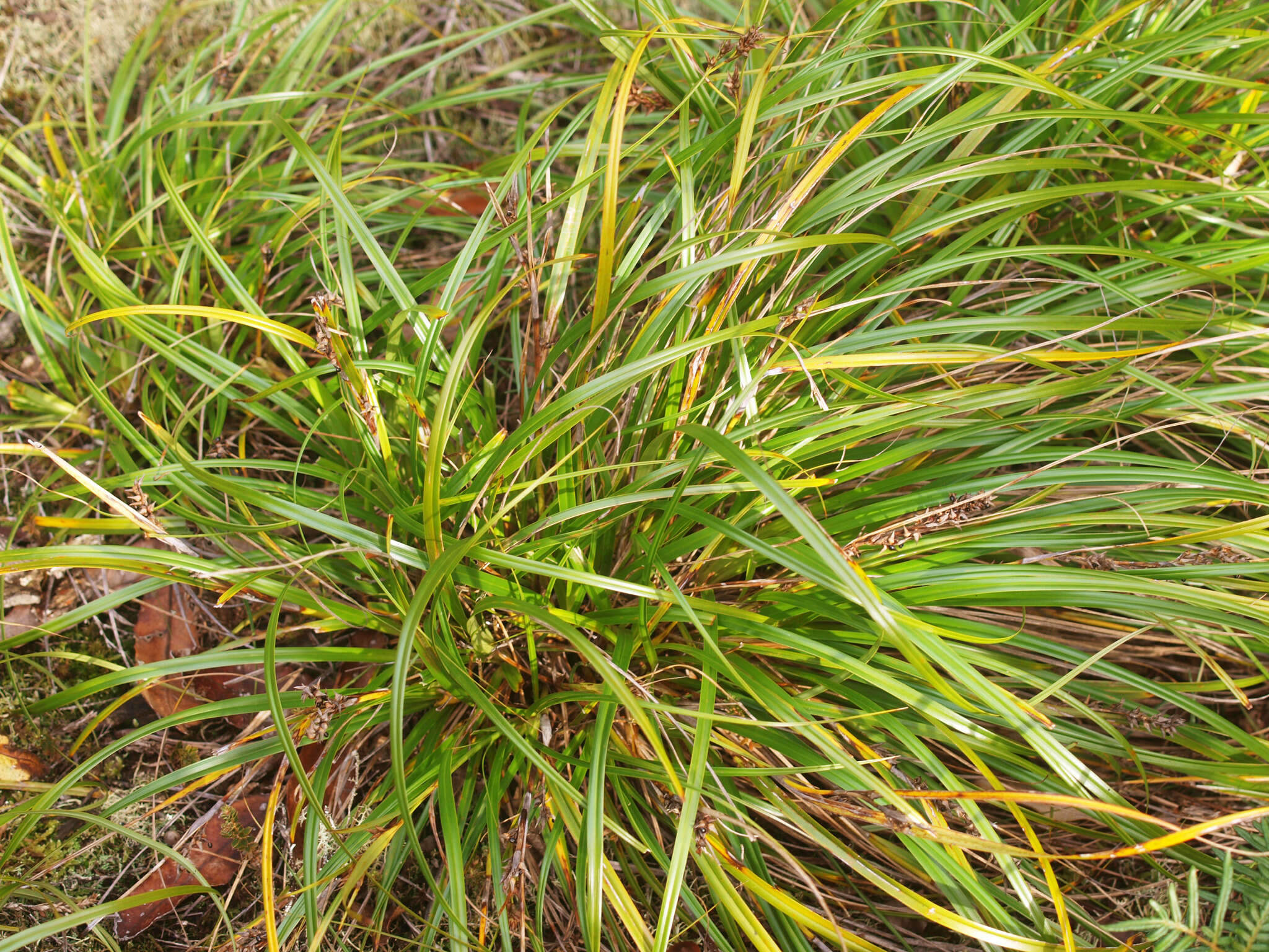 Слика од Morelotia affinis (Brongn.) S. T. Blake